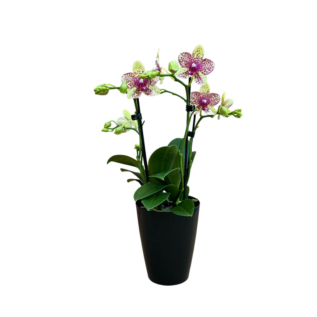 Grosseto gelb gescheckte Orchidee | Optional mit Übertopf