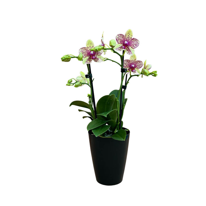 Grosseto gelb gescheckte Orchidee | Optional mit Übertopf