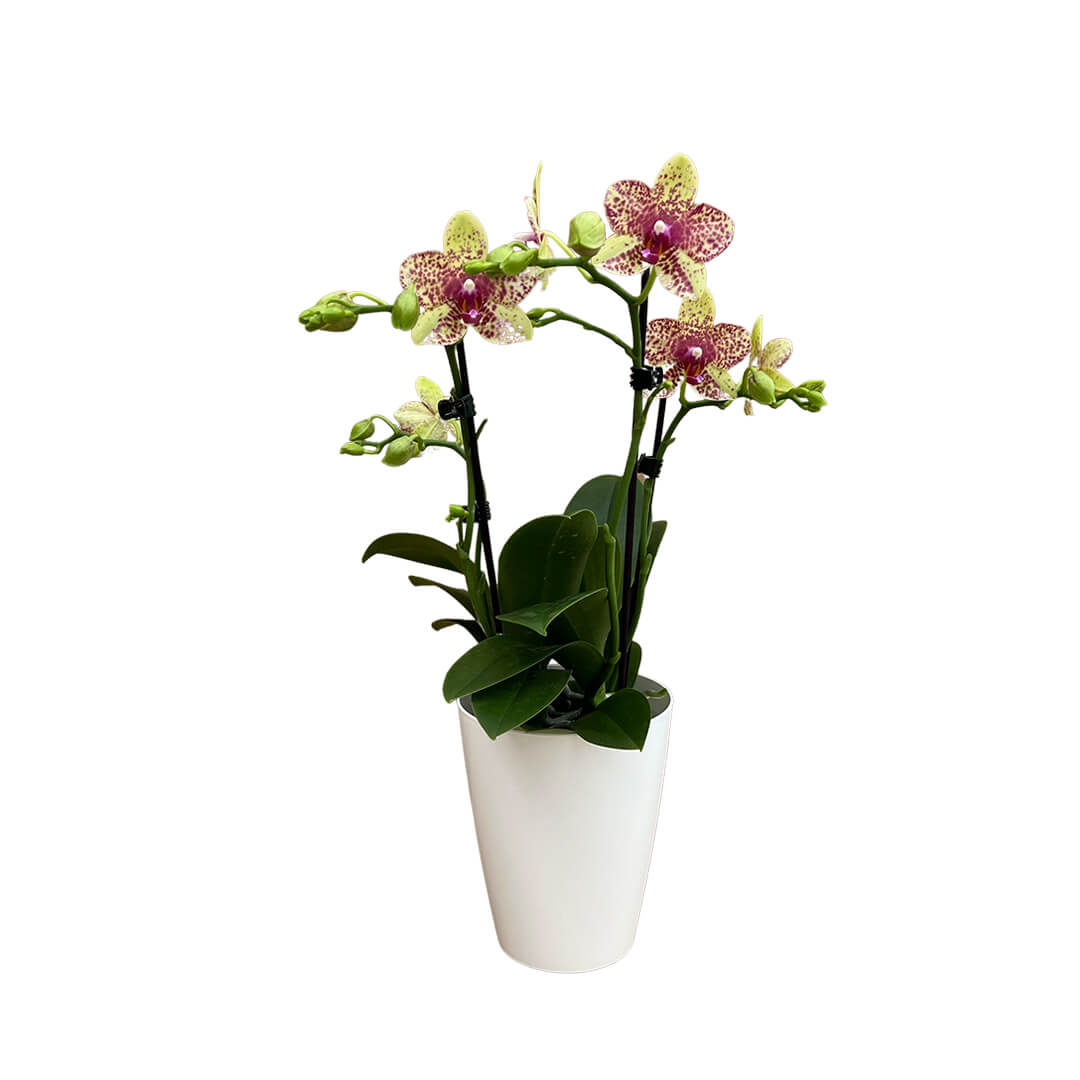 Grosseto gelb gescheckte Orchidee | Optional mit Übertopf