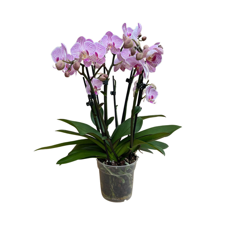 Heroes violette Orchidee | Optional mit Übertopf in