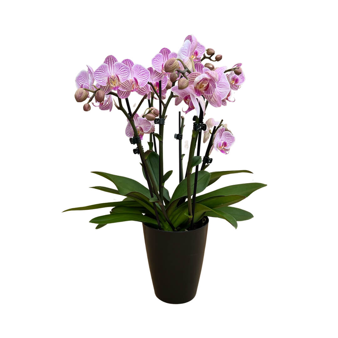 Heroes violette Orchidee | Optional mit Übertopf in