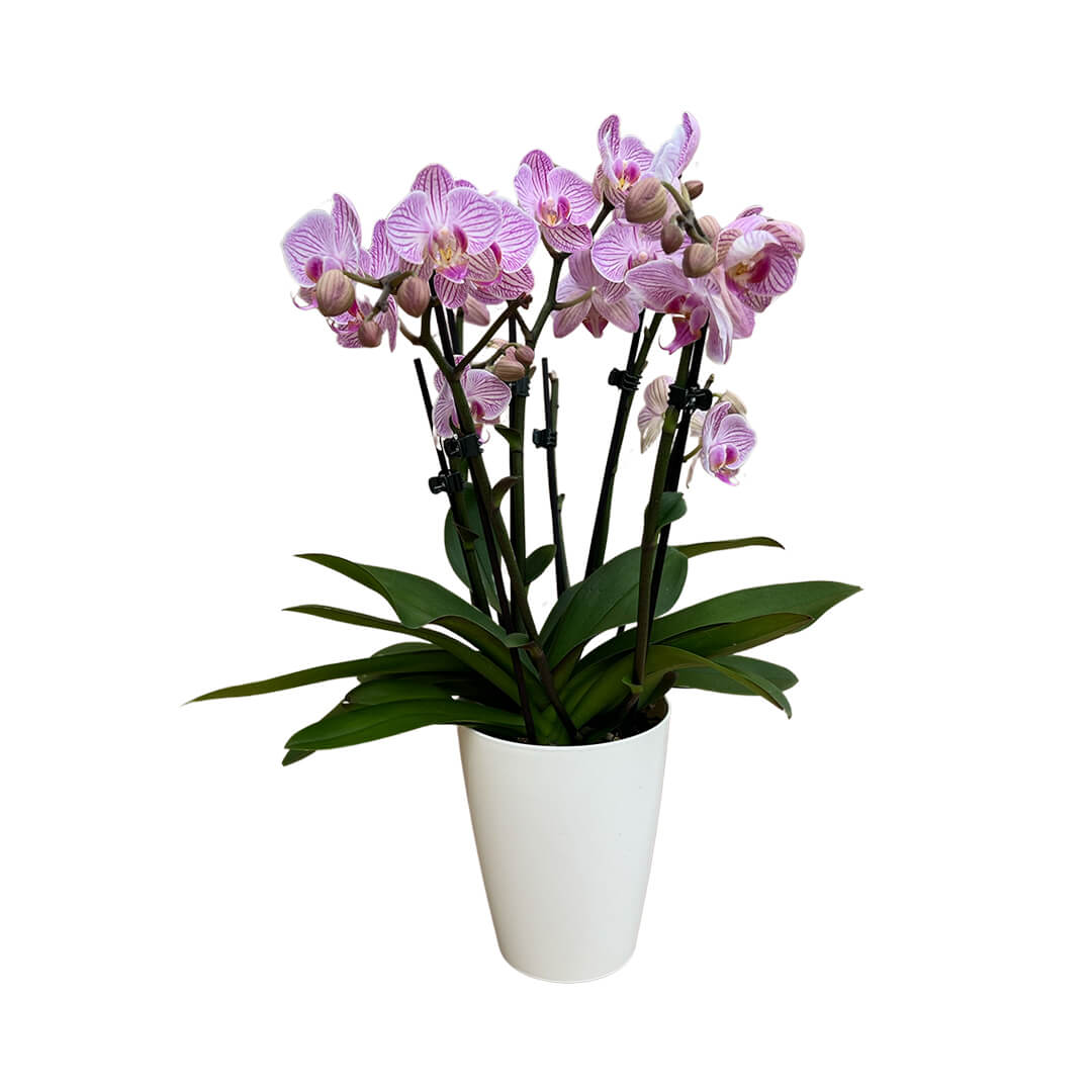 Heroes violette Orchidee | Optional mit Übertopf in