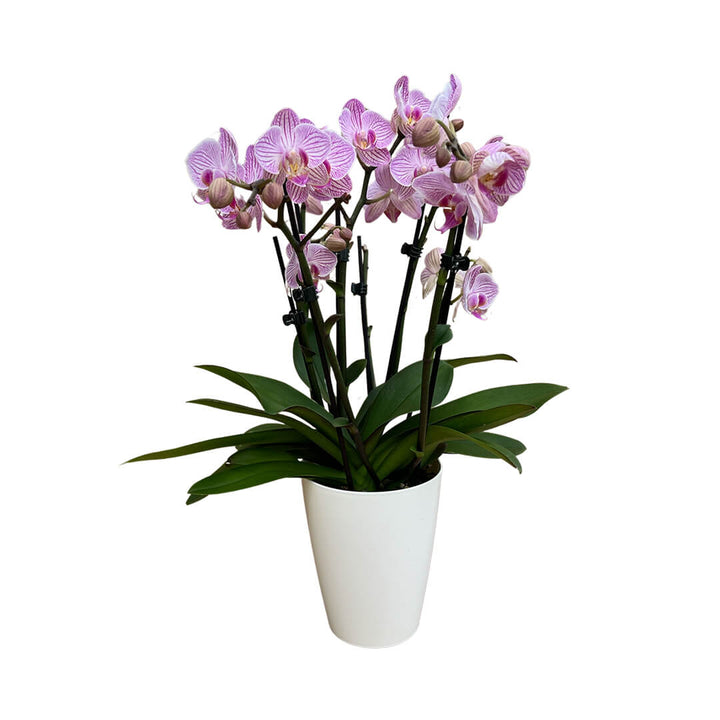 Heroes violette Orchidee | Optional mit Übertopf in