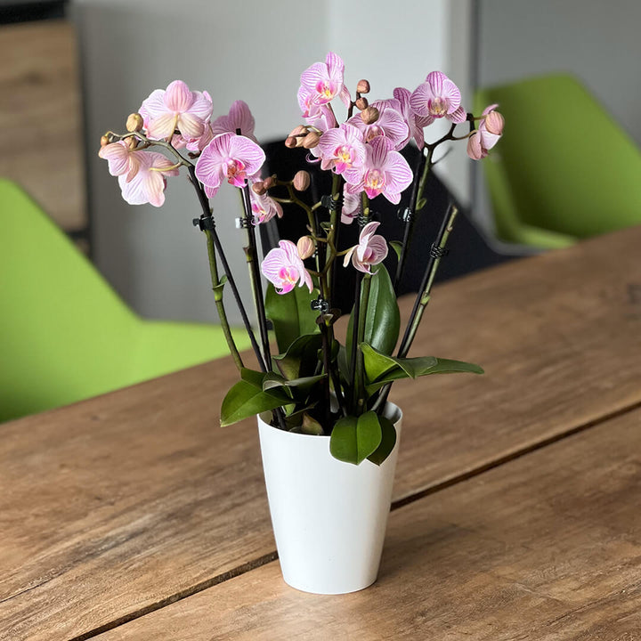 Heroes violette Orchidee | Optional mit Übertopf in
