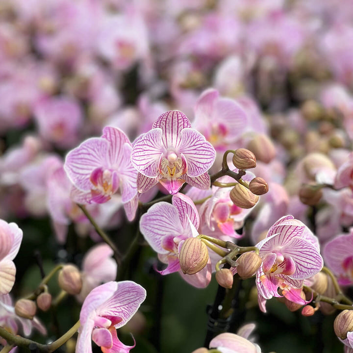 Heroes violette Orchidee | Optional mit Übertopf in