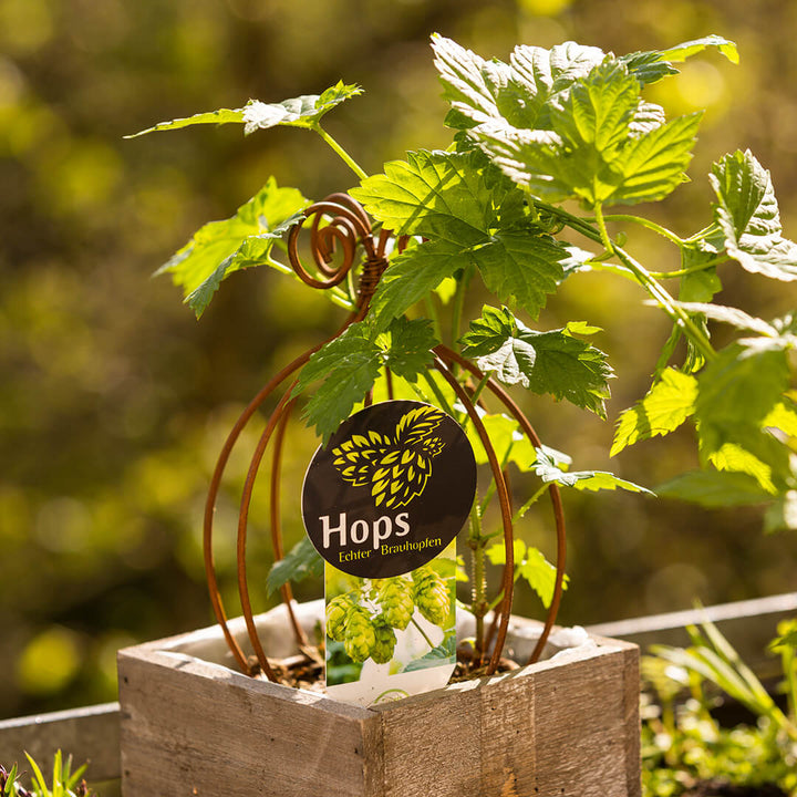 HOPS | Echter Brauhopfen 8er Paket