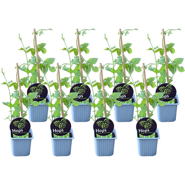 HOPS | Echter Brauhopfen 8er Paket
