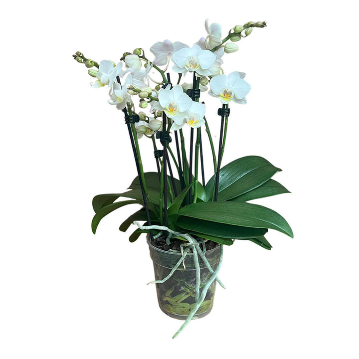 Julia | Feines Tisch-Orchideen 2er Paket + Übertöpfe