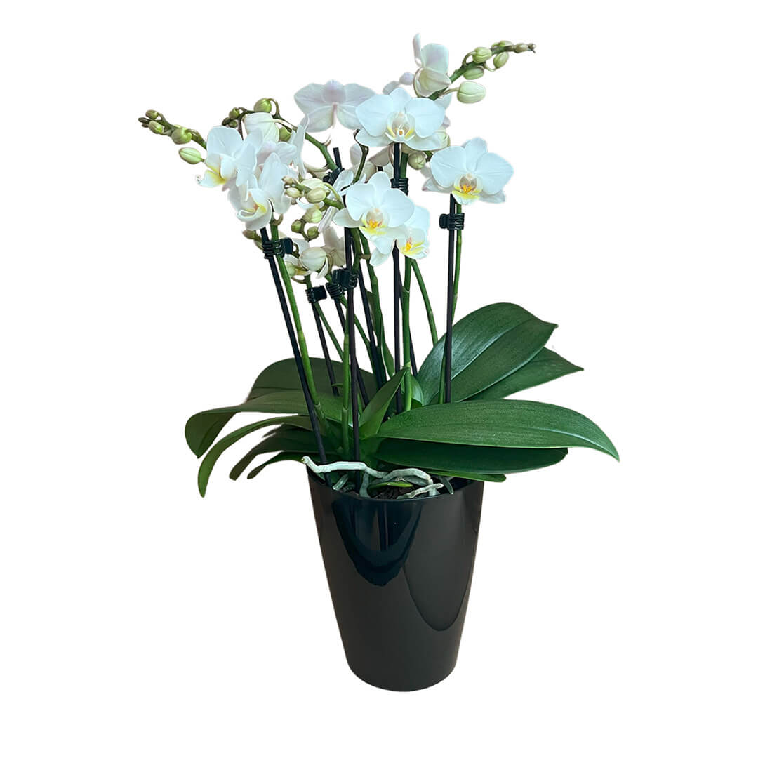 Julia | Feines Tisch-Orchideen 2er Paket + Übertöpfe