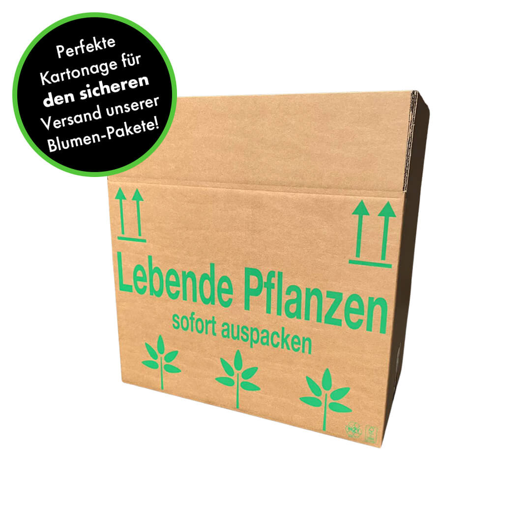 6 - 7 rispiges Orchideen 2er Paket + Übertöpfe