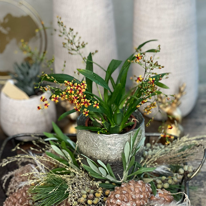 Oncidium Orchideen 2er Paket | Duftorchideen