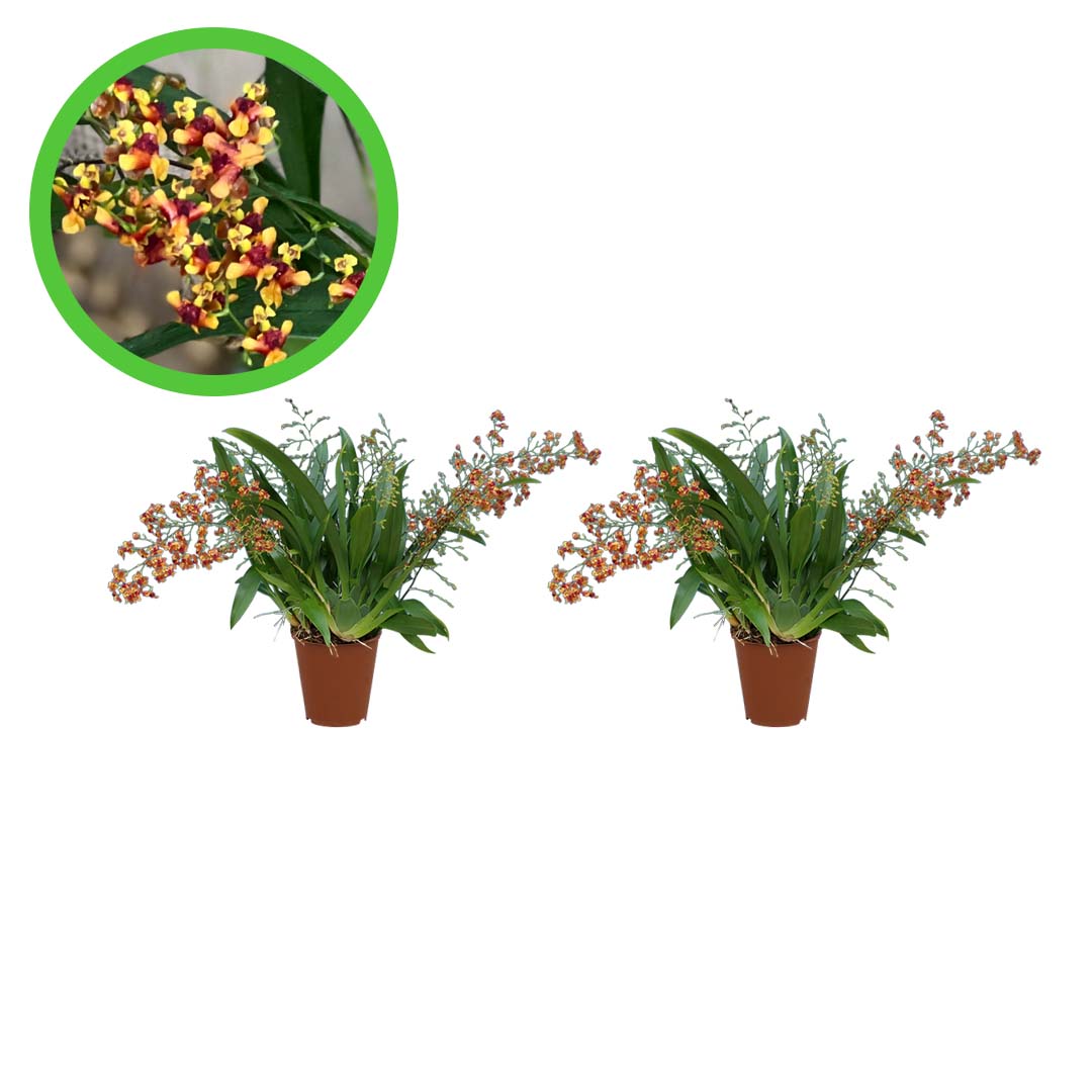 Oncidium Orchideen 2er Paket | Duftorchideen