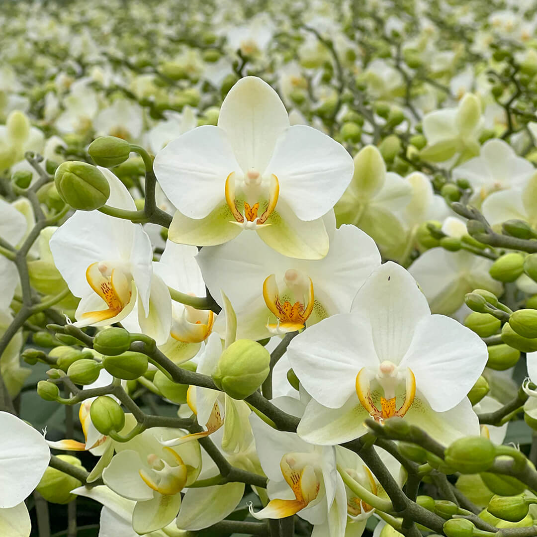 Lausanne Tisch Orchideen 2er Paket + Übertöpfe