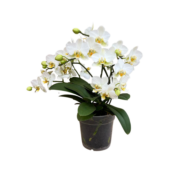 Lausanne Tisch Orchidee | Optional mit Übertopf