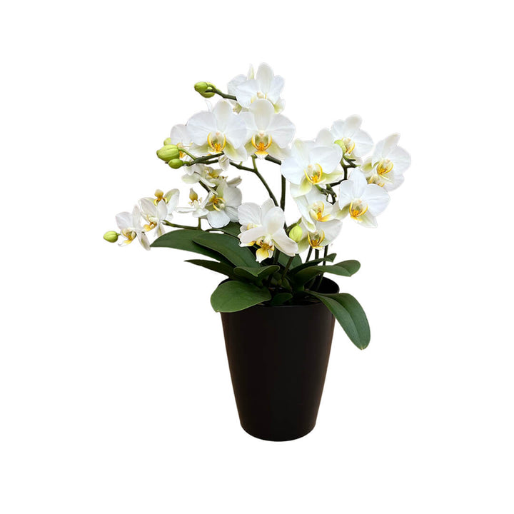 Lausanne Tisch Orchidee | Optional mit Übertopf