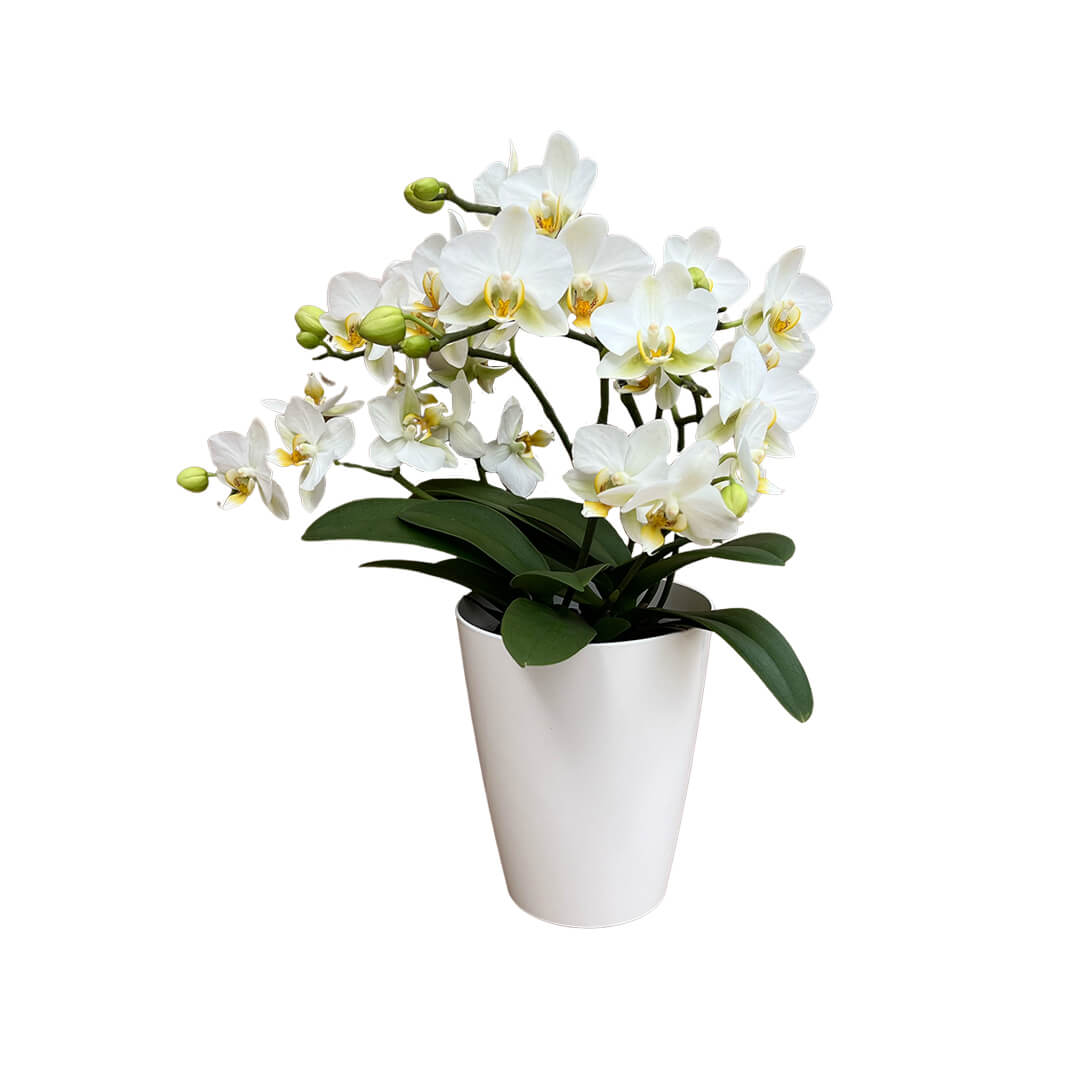 Lausanne Tisch Orchidee | Optional mit Übertopf