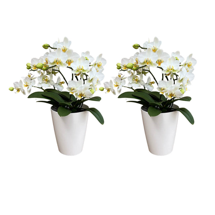 Lausanne Tisch Orchideen 2er Paket + Übertöpfe