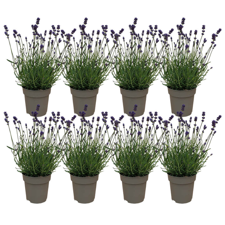 Bienenwunder | Strahlendes Lavendel 8er Paket