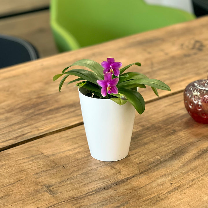 Duftende Love Potion | Ungestäbte Tisch-Orchidee