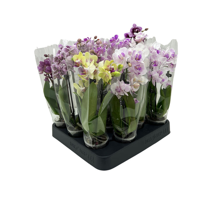 4er Mini-Orchideen Überraschung | Topfgröße = 6cm & 9cm