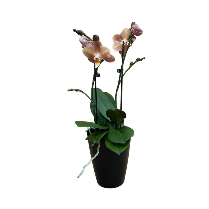 Monaco kupferne Orchidee | Optional mit Übertopf