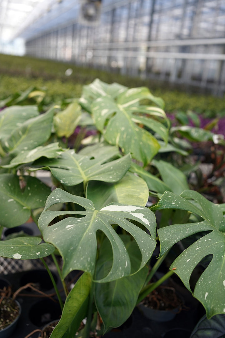 Monstera Variegata | Inklusive weißem Übertopf
