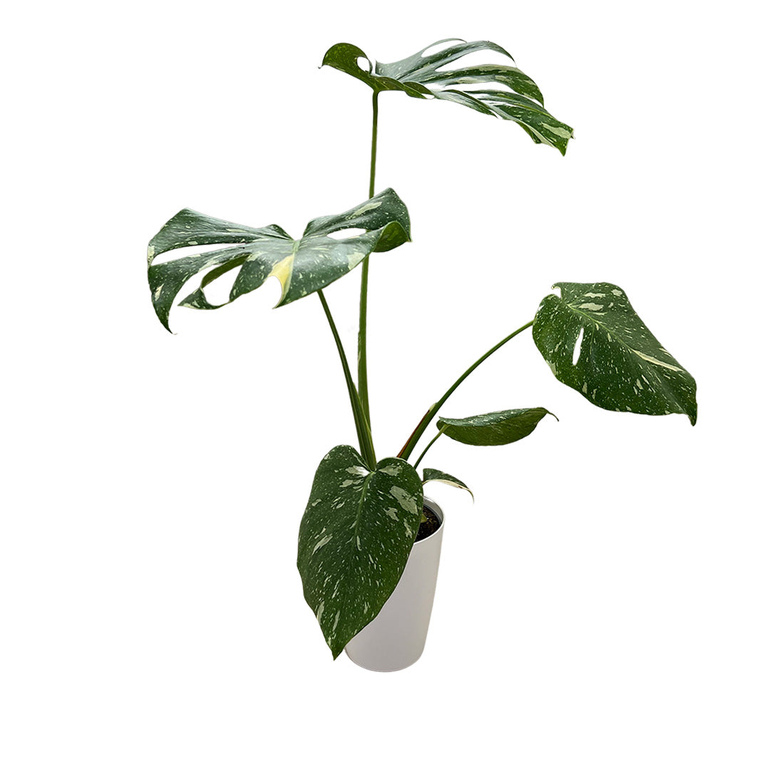Monstera Variegata | Inklusive weißem Übertopf