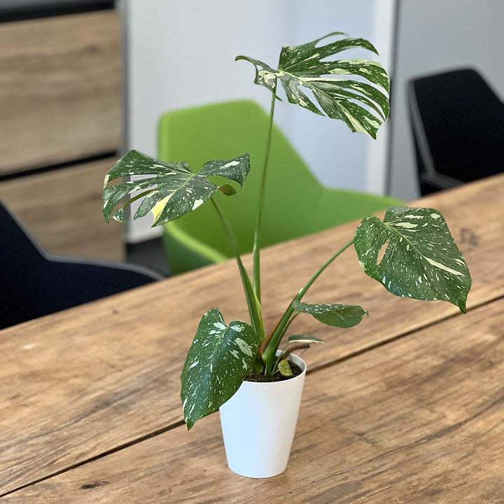 Monstera Variegata | Inklusive weißem Übertopf