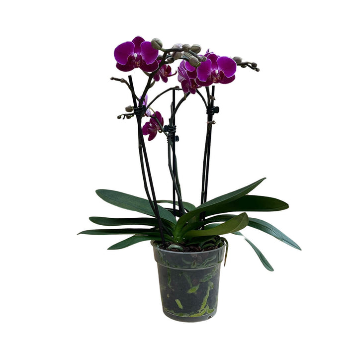 Morelia dunkelviolette Orchidee | Optional mit Übertopf