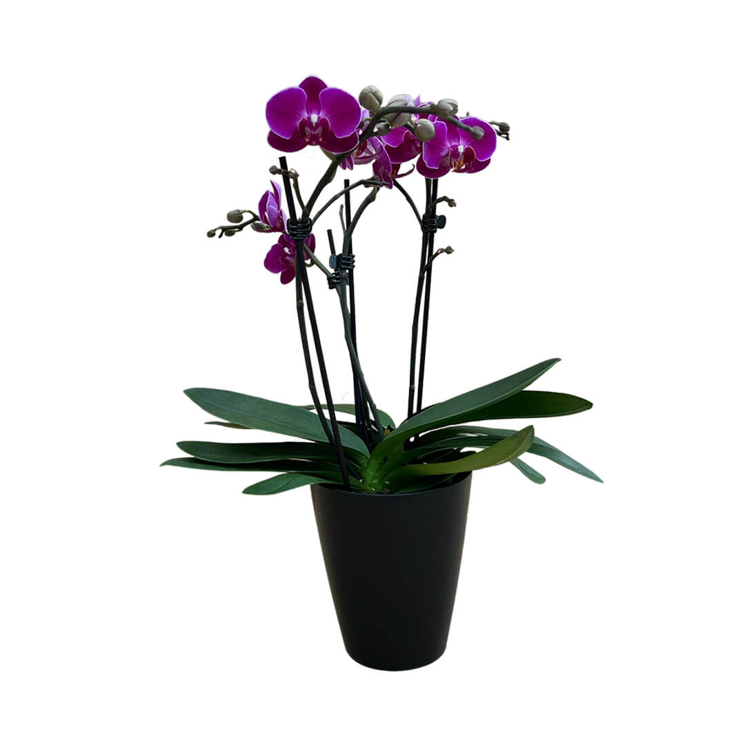 Morelia dunkelviolette Orchidee | Optional mit Übertopf