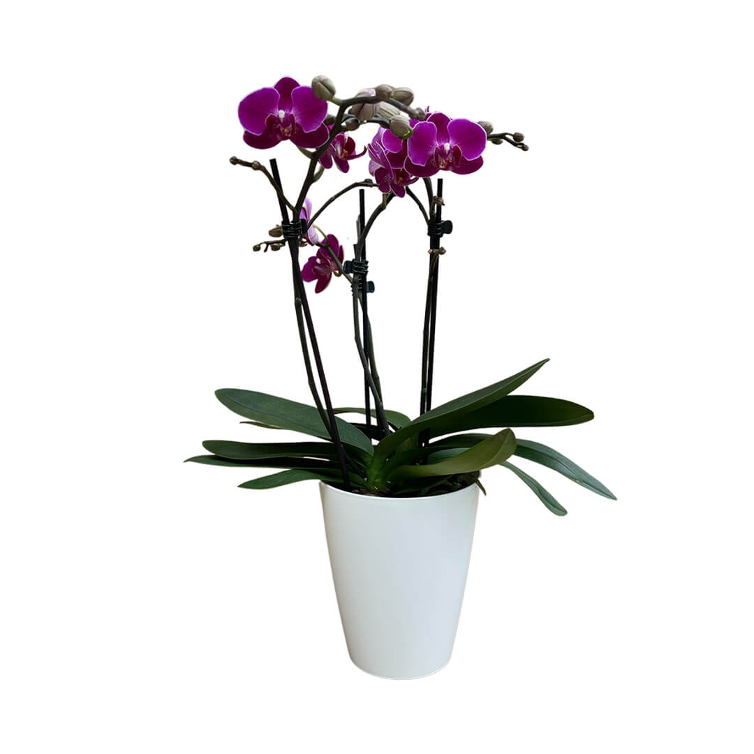 Morelia dunkelviolette Orchidee | Optional mit Übertopf
