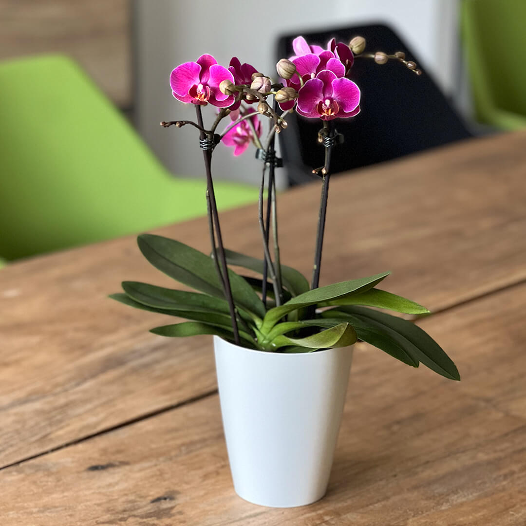 Morelia dunkelviolette Orchidee | Optional mit Übertopf