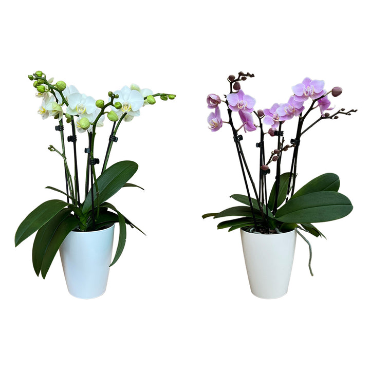 2er Orchideen Paket zu Muttertag | Optional mit Übertopf