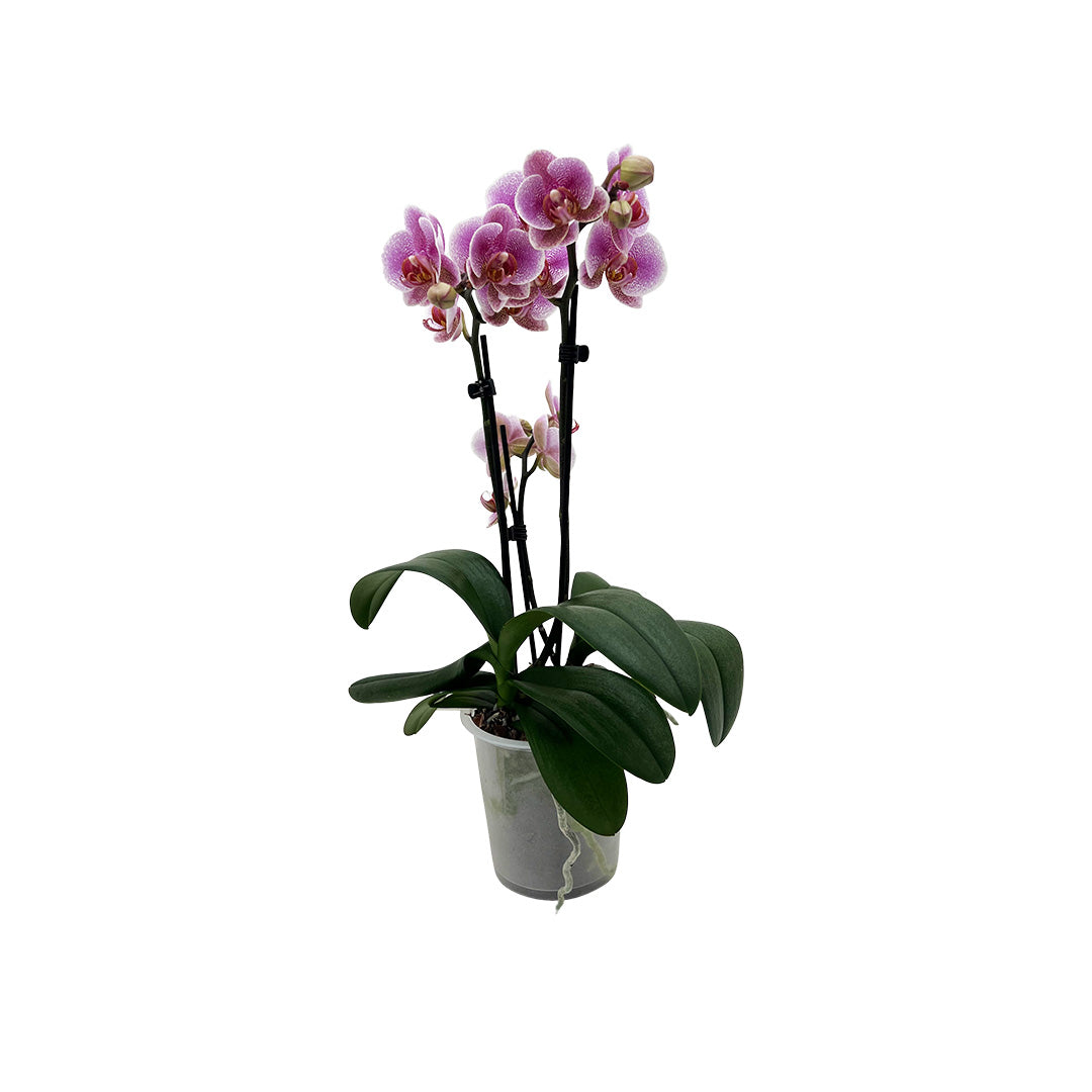 Nadja violettes Orchidee | Optional mit Übertopf