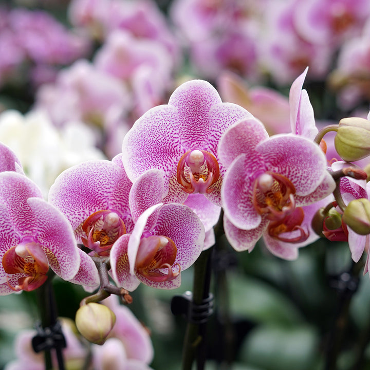Nadja violettes Orchidee | Optional mit Übertopf