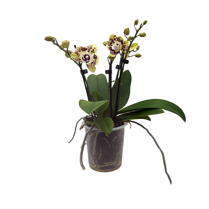 Orient Express gelbrote Orchidee | Optional mit Übertopf