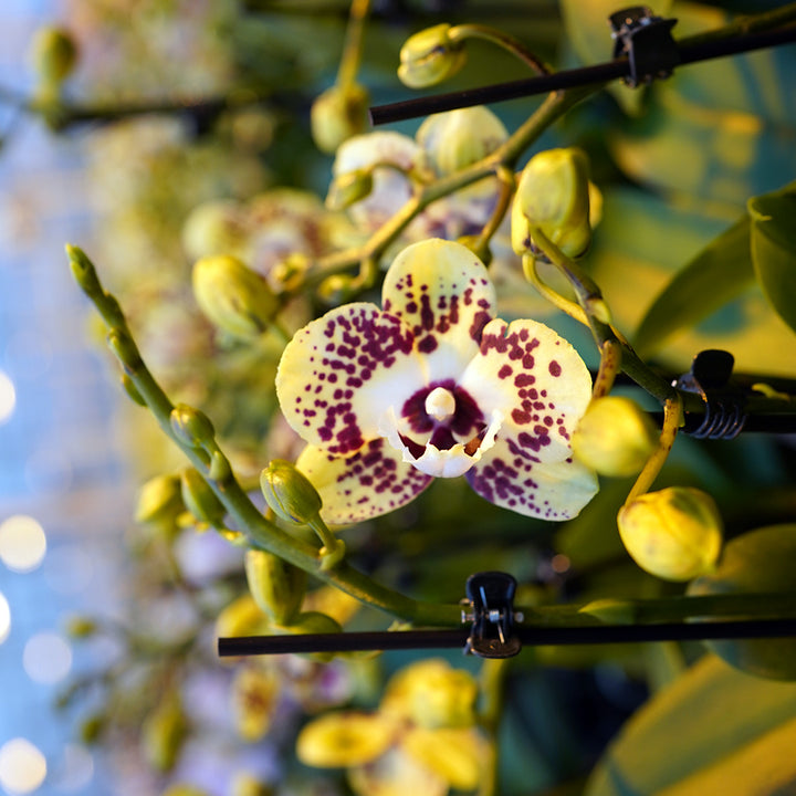 Orient Express gelbrote Orchidee | Optional mit Übertopf