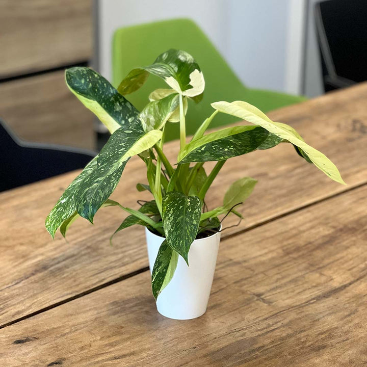 Philodendron Jose Bueno | Inklusive weißem Übertopf