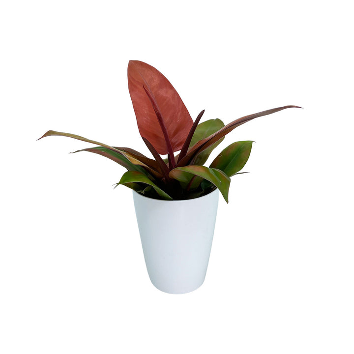 Philodendron Mccolleys Finale | Inklusive weißem Übertopf