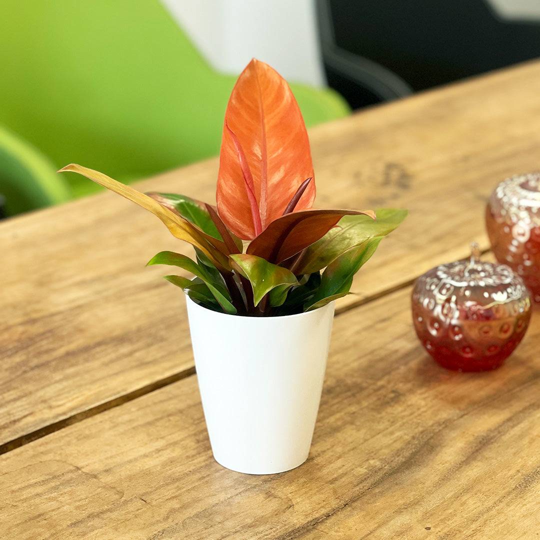Philodendron Mccolleys Finale | Inklusive weißem Übertopf