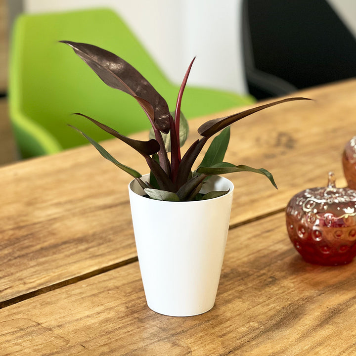 Philodendron Red Sun | Optional mit Übertopf