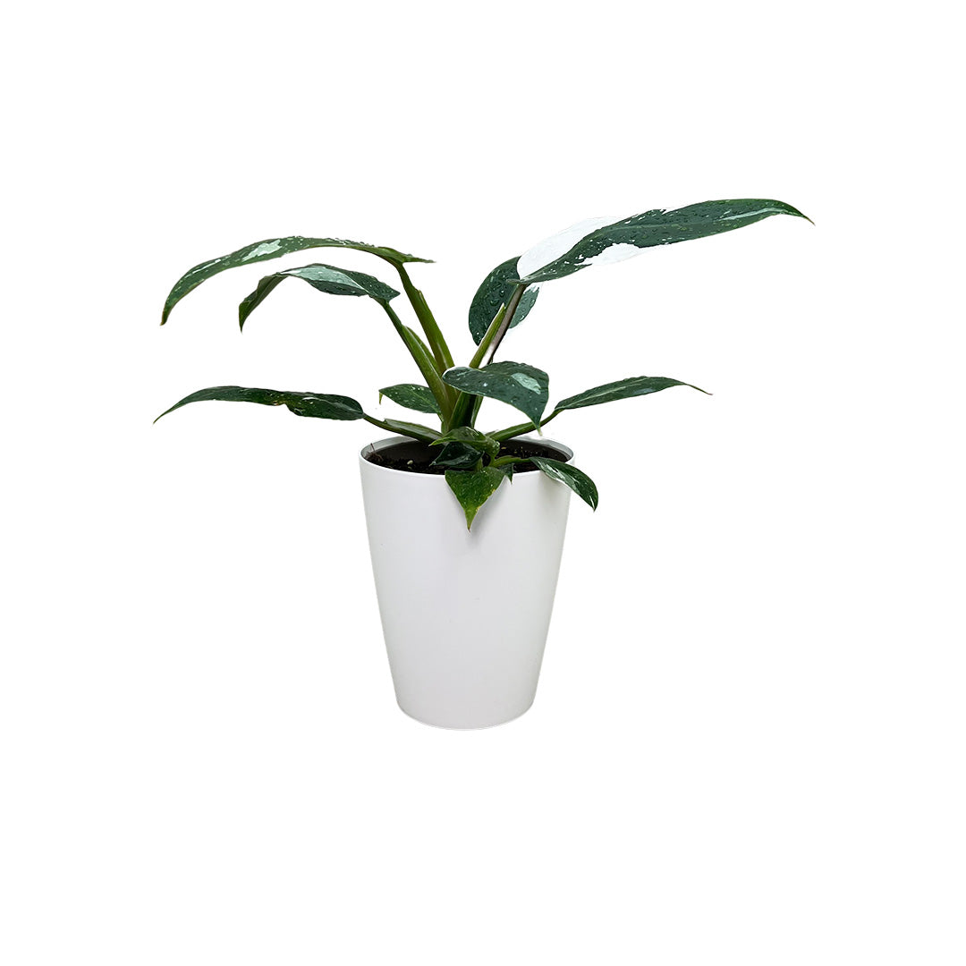 Philodendron White Princess | Optional mit Übertopf