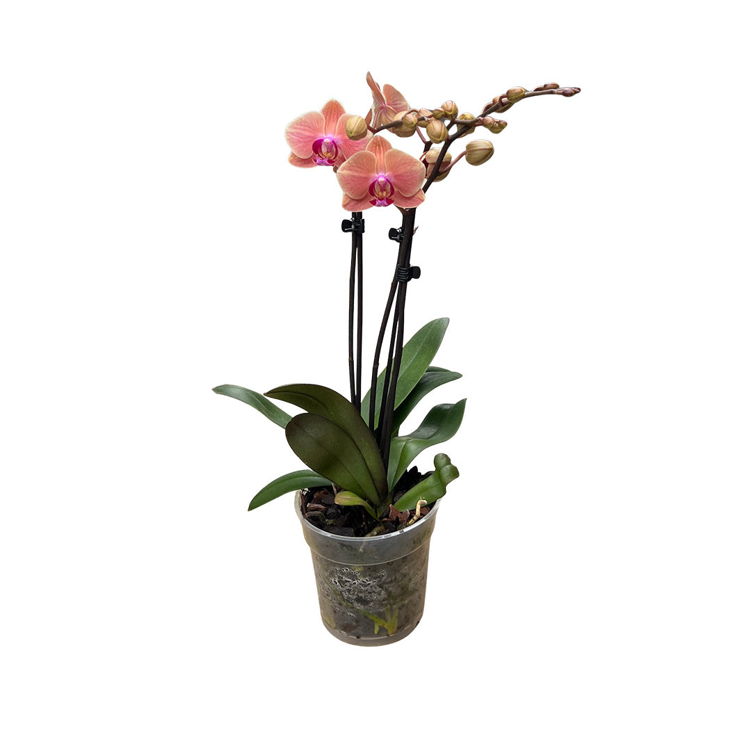 Piper rötliche Orchidee | Optional mit Übertopf