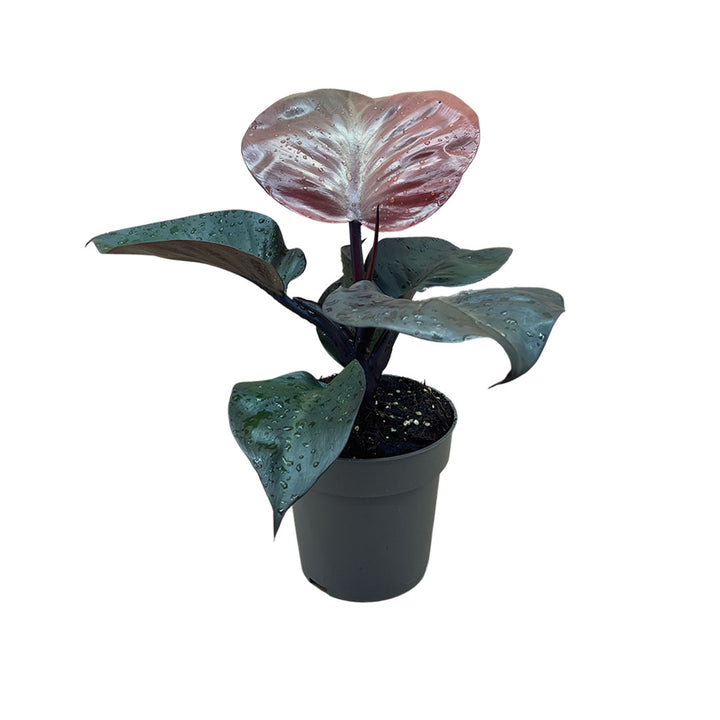 Philodendron Red Heart | Optional mit Übertopf