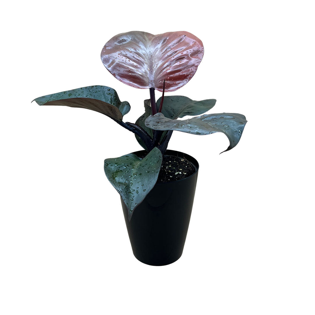 Philodendron Red Heart | Optional mit Übertopf