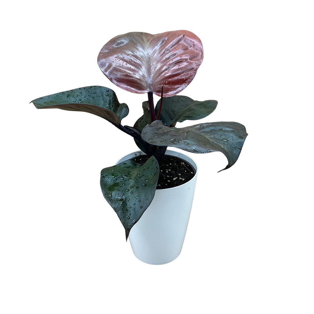 Philodendron Red Heart | Optional mit Übertopf