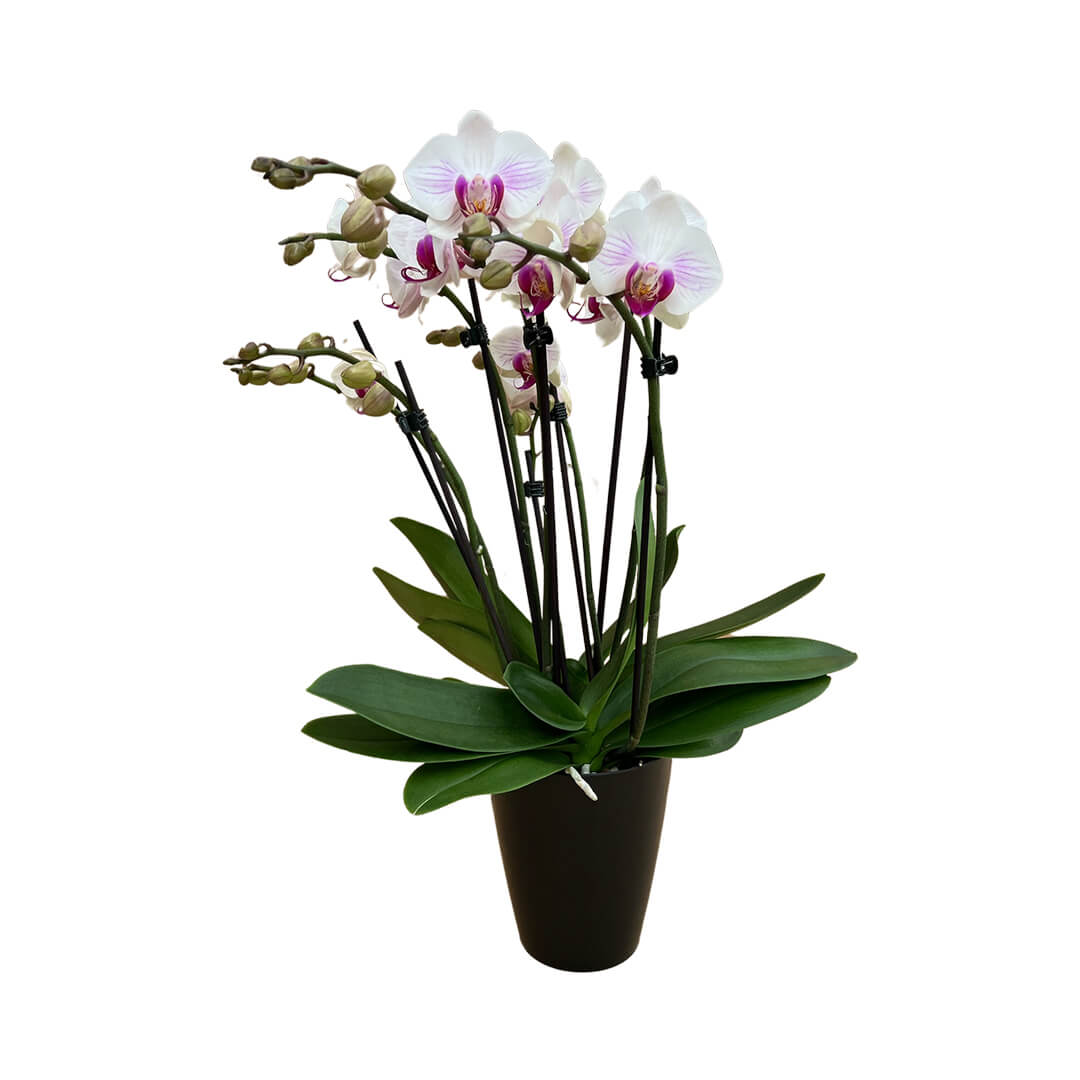 Denver rötliche Orchidee | Optional mit Übertopf
