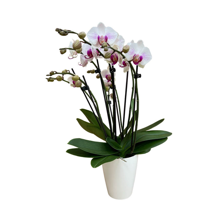Denver rötliche Orchidee | Optional mit Übertopf