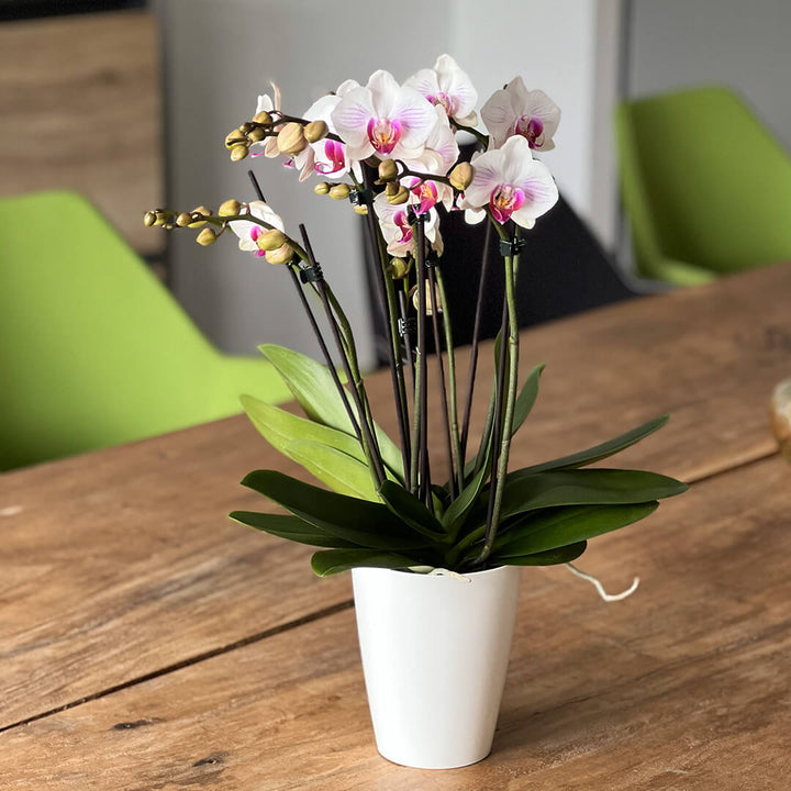 Denver rötliche Orchidee | Optional mit Übertopf