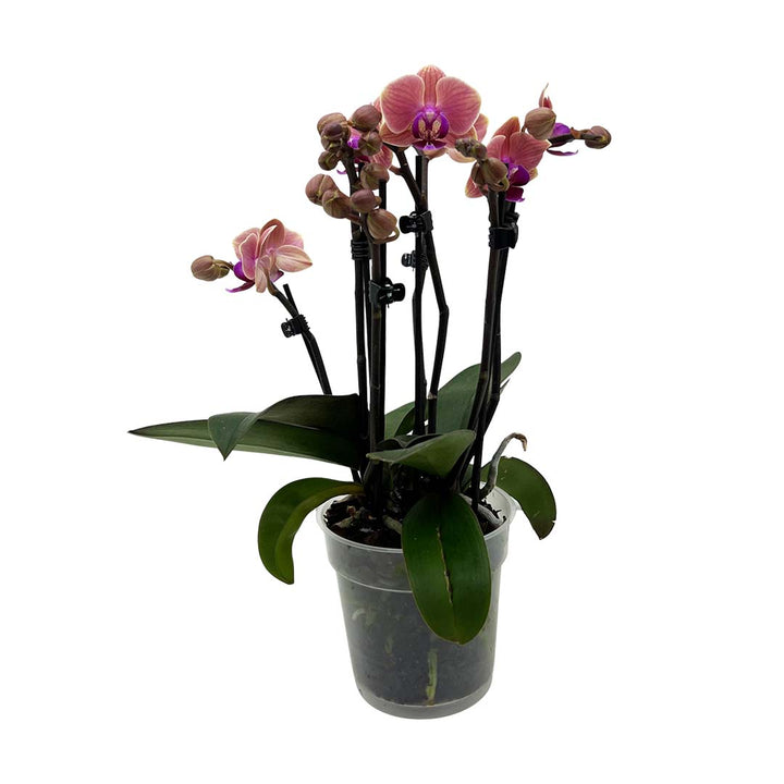 Rötliche Orchidee | Bezaubernde Orchideen-Sorte